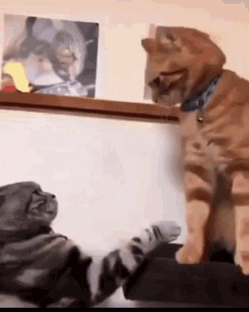cats fighting gif